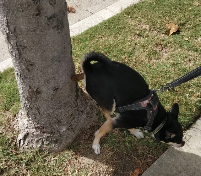 cane