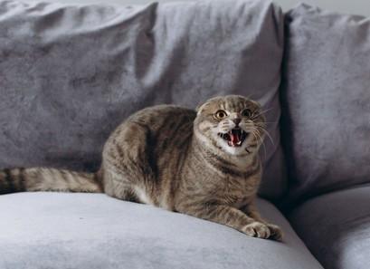 Claudia Marani e l’amore a Montesilvano 2 gatto che soffia