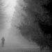 Nebbia 1 giornata di nebbia