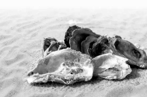 l'ostrica nell'onda