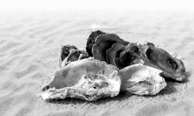 l'ostrica nell'onda