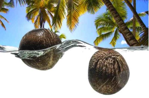noce di cocco impantanata ai tropici