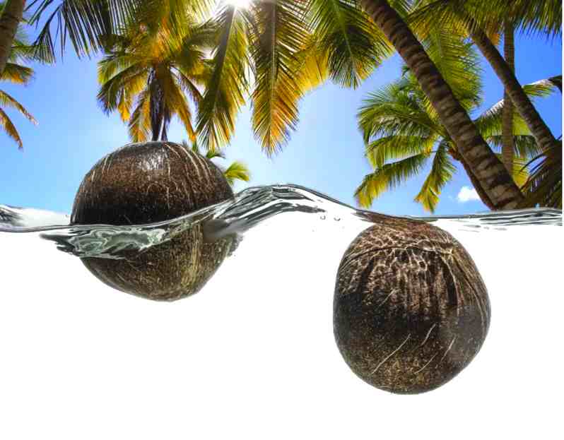 noce di cocco impantanata ai tropici