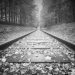 treno tra le foglie